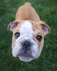 Small bulldog puppy on the grass looking up
