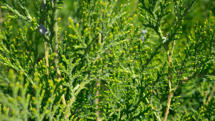 background image. green branches of thuja.