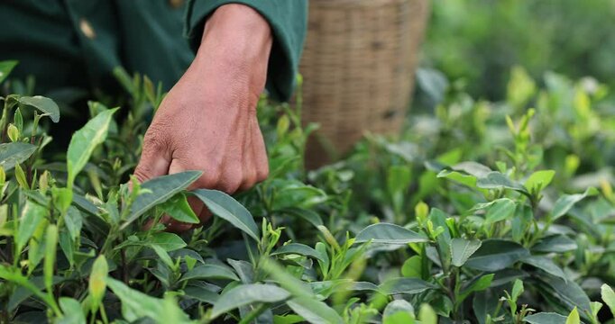 Senior man picking green tea leaves in spring tea farm ,slow motion