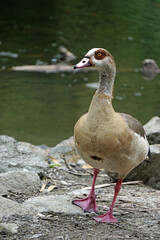 Gans, Nilgans am Teich, Alopochen aegyptiaca, Halbgans, Ente, Vogel