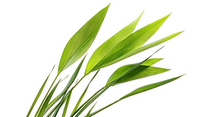 Detailed artistic portrayal of common bulrush leaves against a minimalist white backdrop with precise clipping path for refined botanical visualization