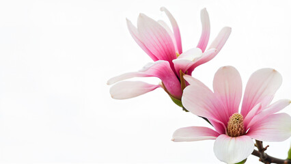 Obraz premium Simple magnolia pink flowers isolated on white background. Suitable for spring, floral, or botanical design projects needing a clean background or cut out.