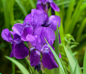 purple iris flower
