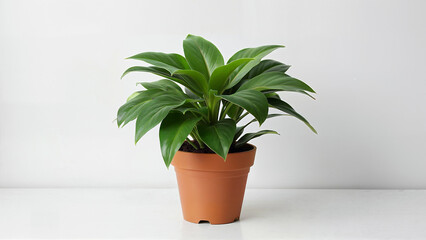 Obraz premium Simple indoor green plant on brown earthen pot isolated on white background. Useful for houseplant, gardening, or decor image context and purpose.