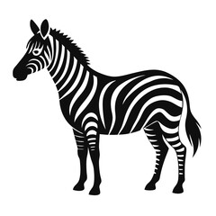 zebra isolated on white background