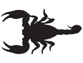 Fototapeta premium SCORPION SILHOUETTE