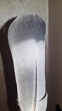 A close-up of a wild bird&rsquo;s feather exposes intricate patterns of deep blacks and soft grays, highlighting its delicate textures and natural beauty.