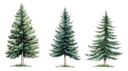 Obraz premium Watercolor Illustration of Three Evergreen Trees - Fir, Spruce, Pine - Growth Stages