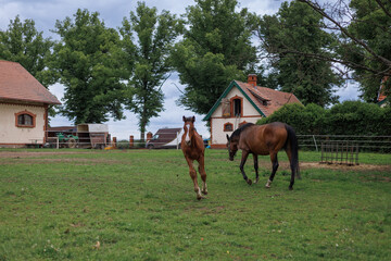 Two horses grazing and walking freely in a green pasture near a cozy countryside farm with traditional houses and trees under a cloudy sky. Perfect for rural life and farm themes.