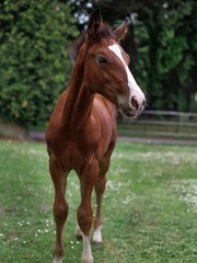 Naklejka premium Beautiful young brown foal with a white stripe on its face standing calmly on green grass in a park, perfect for nature-themed designs or advertisements.