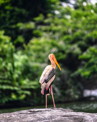 A rare, beautiful Wild Painted Stork bird with an orange beak and beautiful detailed feathers standing amidst the nature surrounded by lush greenery.