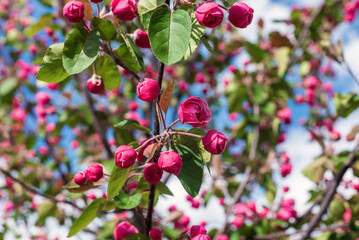 Pink flowers on an ornamental apple tree on a sunny day.