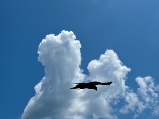 a bird in flight in blue sky