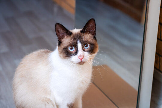 A snowshoe cat is standing gracefully in front of a mirror