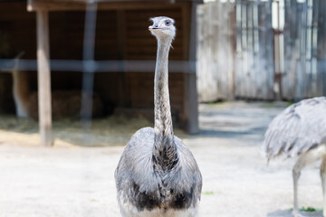 Striking ostrich with long neck and curious expression in a farm setting