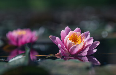 Pink Lotus Flower Or Water Lily Floating On The Water