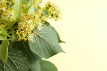 Blooming fragrant linden tree close-up. The buds, flowers with petals and stamens lime summer....