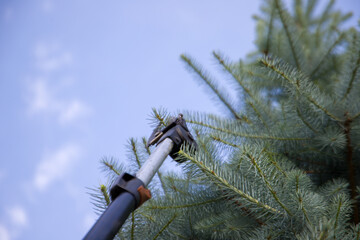 Pruning branches of a coniferous tree in the garden