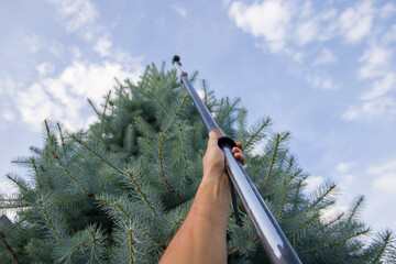 Pruning branches of a coniferous tree in the garden
