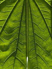 green leaf texture