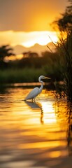 Photograph of a white bird, specifically a great egret, standing in the water at sunset.