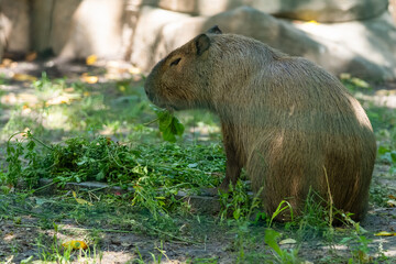 Capybara enjoying a meal in a natural habitat during a sunny day in the park