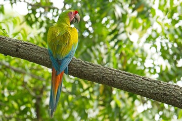 beautiful great green macaw in Costa Rica