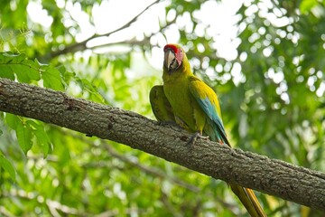 beautiful great green macaw in Costa Rica