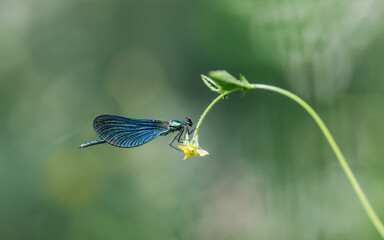 Blue damselfly (Calopteryx splendens) on a flower, isolated on a blurred background