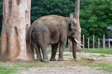 Elephant grazing in a lush zoo habitat surrounded by tall trees and natural scenery