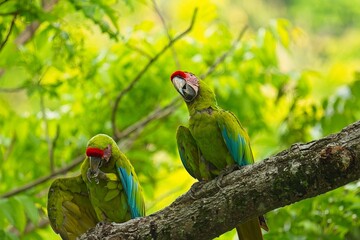 beautiful great green macaw in Costa Rica