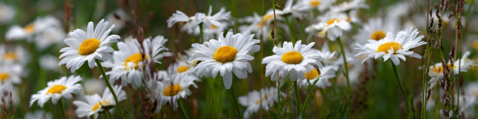 Obraz premium A field of daisies in full bloom with white petals and yellow centers on a sunny day outdoors