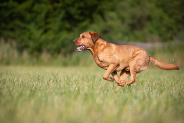 Labrador Retriever Running Through the Forest