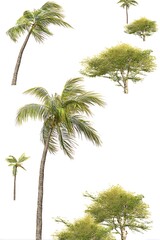 Fototapeta premium Tropical trees against white background