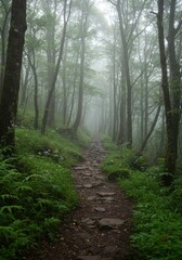 Naklejka premium Misty Forest Path: A Stone Trail Through Lush Green Woods