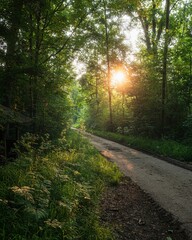 Obraz premium Serene Forest Path with Sunlight