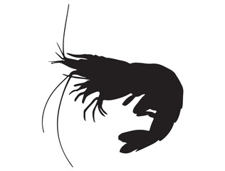 SHRIMP SILHOUETTE