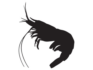SHRIMP SILHOUETTE