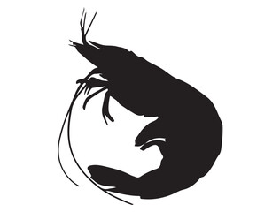 SHRIMP SILHOUETTE