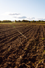 Agricultural plowed field in the rays of sunset. Green small shoots are breaking through the soil....
