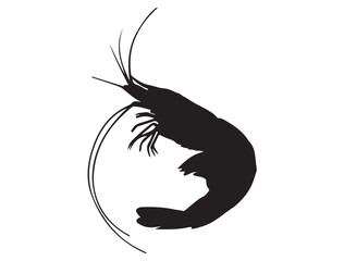 SHRIMP SILHOUETTE