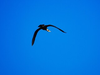 ein schwarzer Kormoran (Phalacrocorax carbo) mit gelben Schnabel