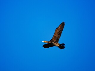 ein schwarzer Kormoran (Phalacrocorax carbo) mit gelben Schnabel