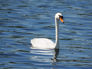 Naklejka premium Höckerschwan (Cygnus olor) weißer Schwan im Wasser