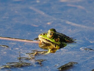 Kleine Wasserfrosch (Pelophylax lessonae) in einem Waldsee