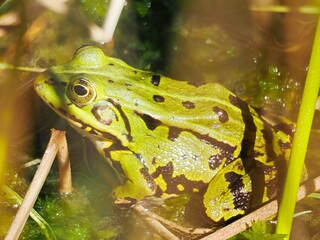 Kleine Wasserfrosch (Pelophylax lessonae) in einem Waldsee
