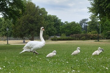Höckerschwan (Cygnus olor) weißer Schwan mit Küken