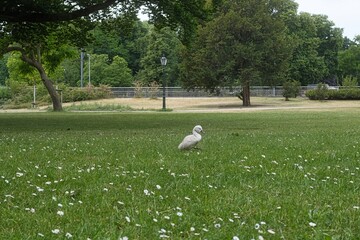 Höckerschwan (Cygnus olor) weißer Schwan Küken