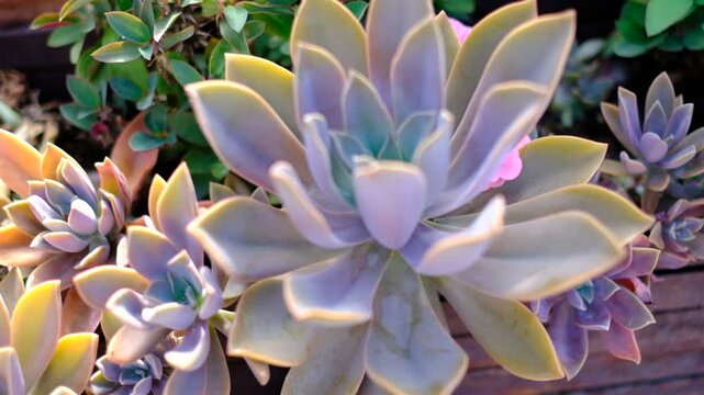 A bunch of purple and yellow flowers with a green stem. The flowers are in a vase