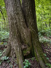 tree trunk with a knot